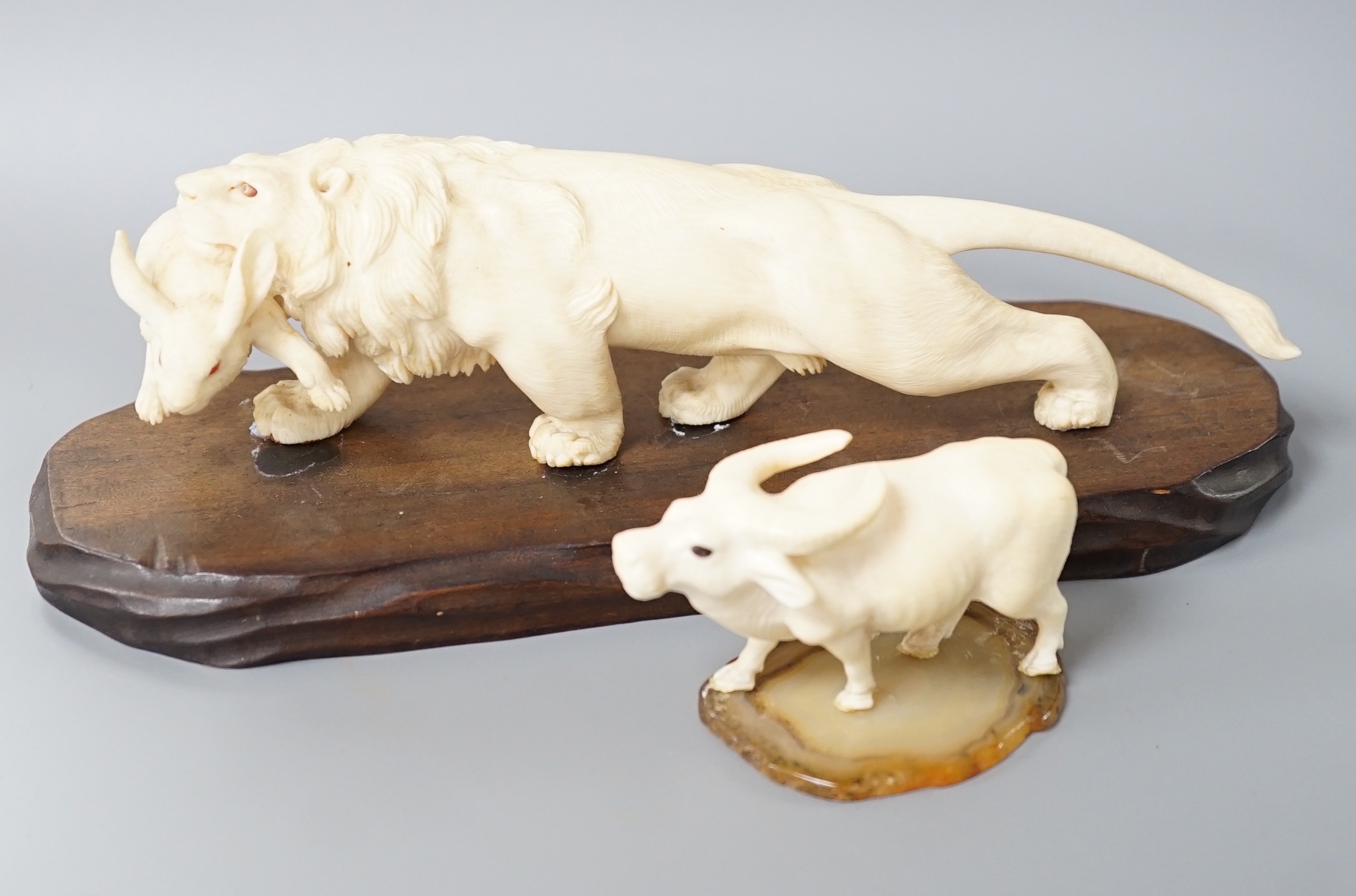 A Japanese ivory group of a lion grasping a hare in its mouth, wood stand, Meiji period, together with a similar figure of a water buffalo (2) largest 22cm